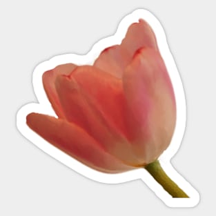 Pink Tulip - Pink Spring Floral on Black Sticker